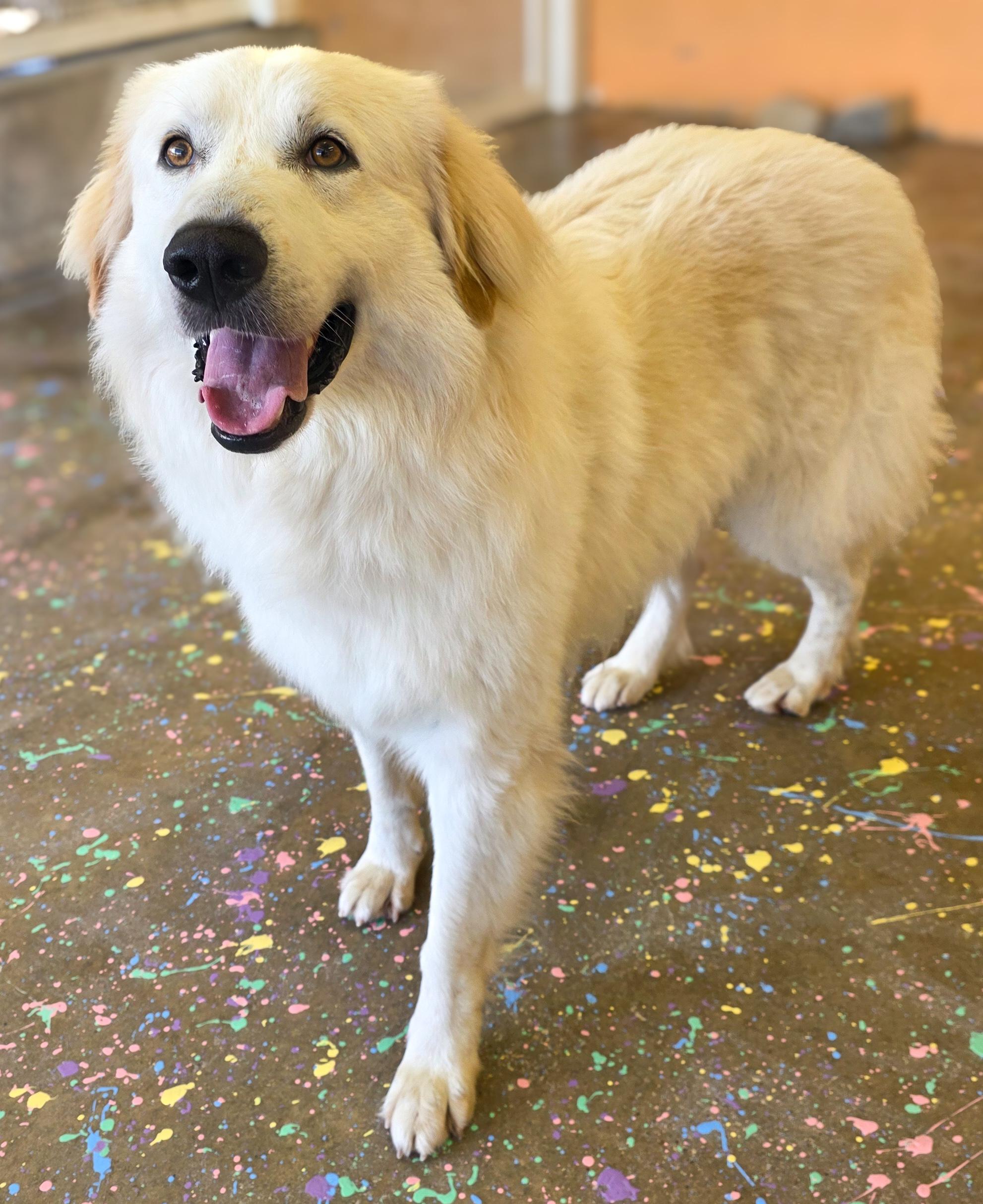 Enlarge Shane, an adopted mixed breed in Tomah, WI image 3/5