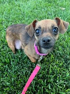 Sofia, a Adoptable mixed breed in Wichita, KS image 1/3