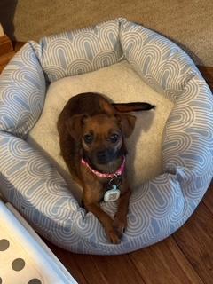 Sofia, a Adoptable mixed breed in Wichita, KS image 2/3