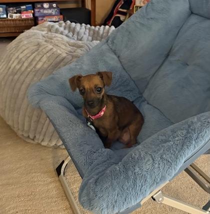 Sofia, a Adoptable mixed breed in Wichita, KS image 3/3