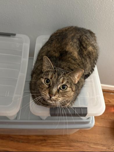 Mila — thumbnail 3