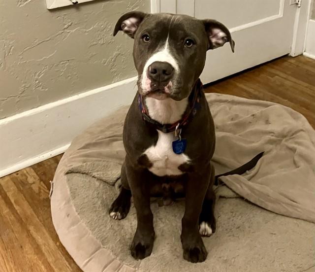 Enlarge SABATON, a Adoptable mixed breed in Ames, IA image 1/1