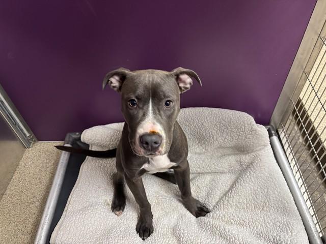 Enlarge SABATON, a Adoptable mixed breed in Ames, IA image 1/1