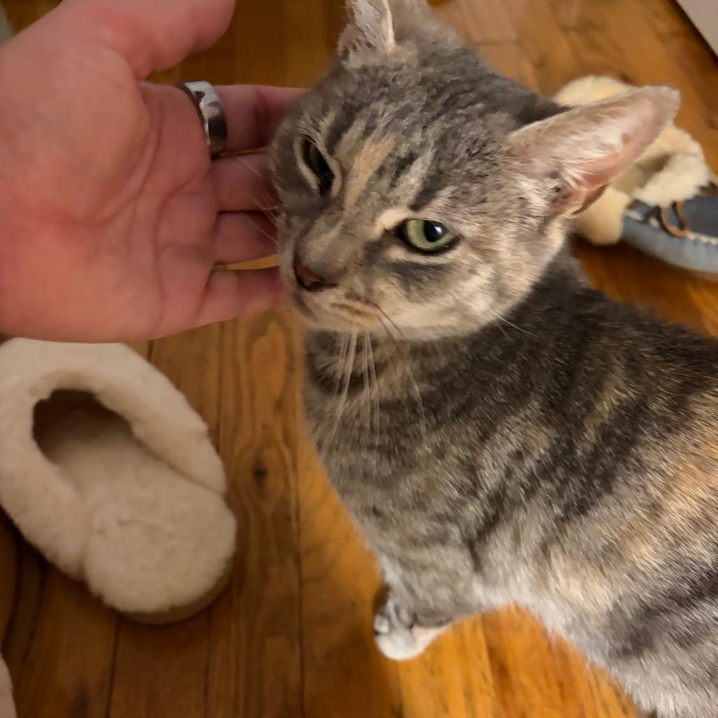 Enlarge Potato Chip, a Adoptable Domestic Short Hair in New York, NY image 1/6