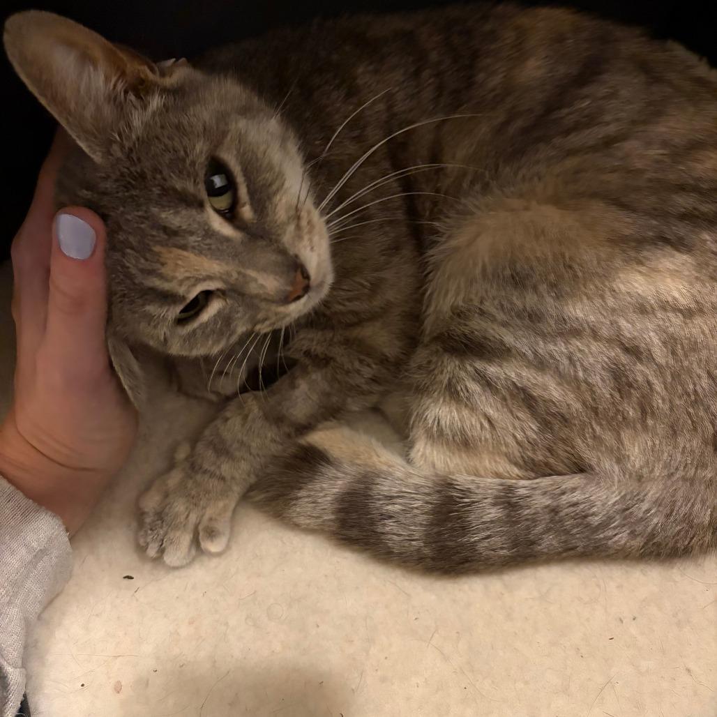 Enlarge Potato Chip, a Adoptable Domestic Short Hair in New York, NY image 2/6