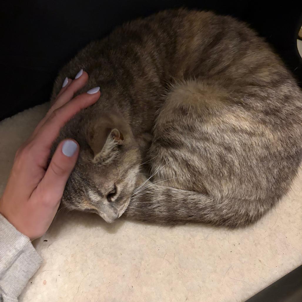 Enlarge Potato Chip, a Adoptable Domestic Short Hair in New York, NY image 3/6