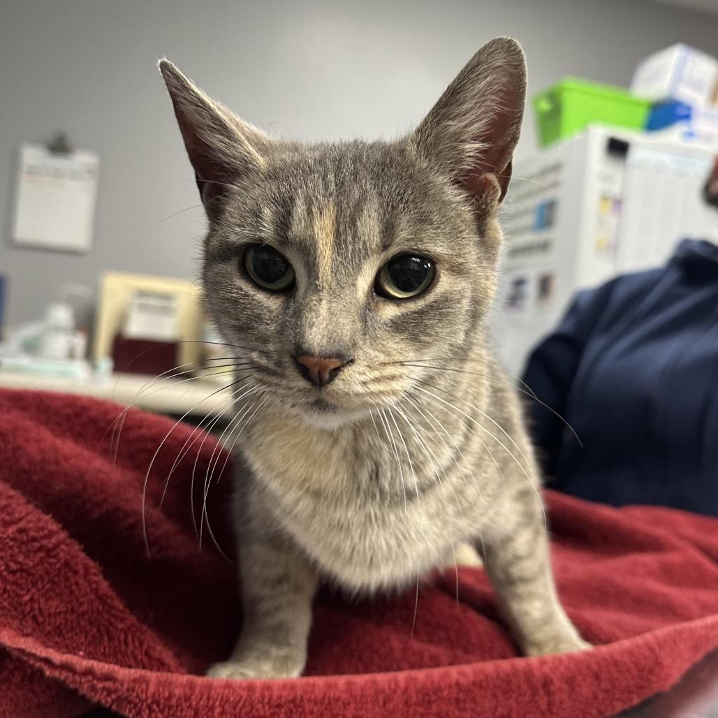 Enlarge Potato Chip, a Adoptable Domestic Short Hair in New York, NY image 4/6