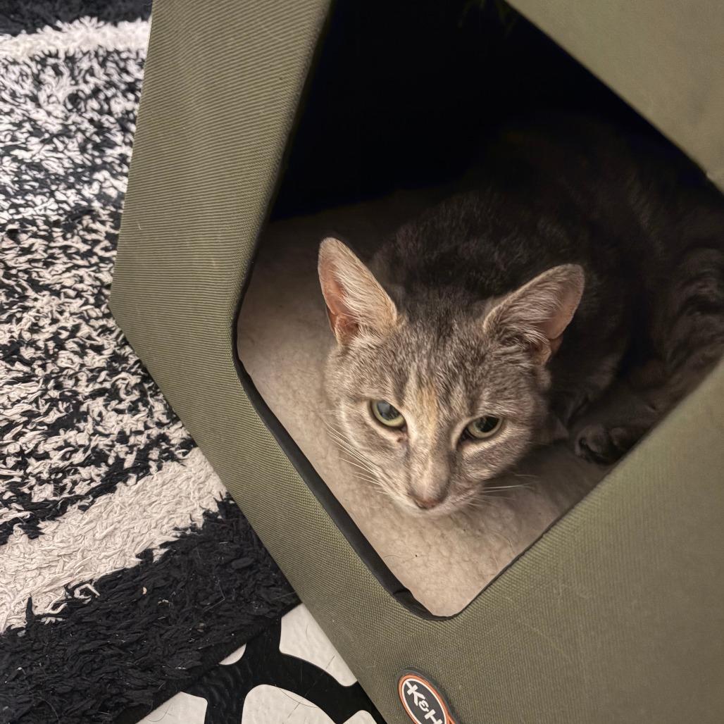 Enlarge Potato Chip, a Adoptable Domestic Short Hair in New York, NY image 5/6