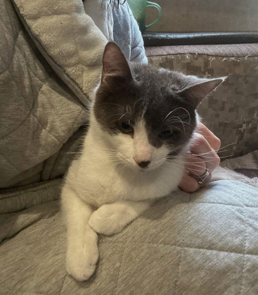 Enlarge Rosie, a Adoptable Domestic Short Hair in O'Fallon, MO image 1/2