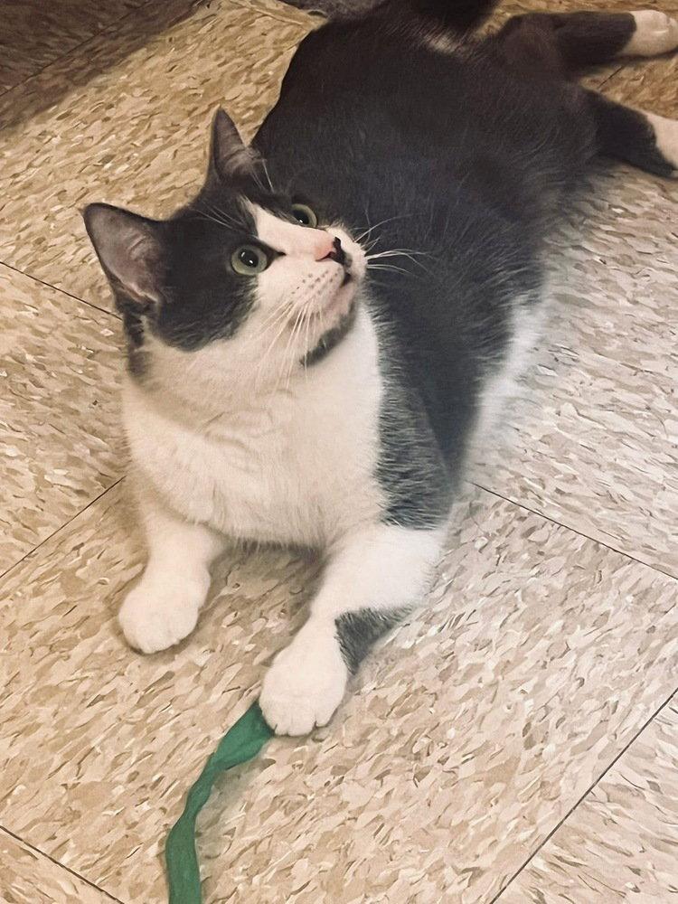 Rosie, Adoptable, Adult Female Domestic Short Hair.