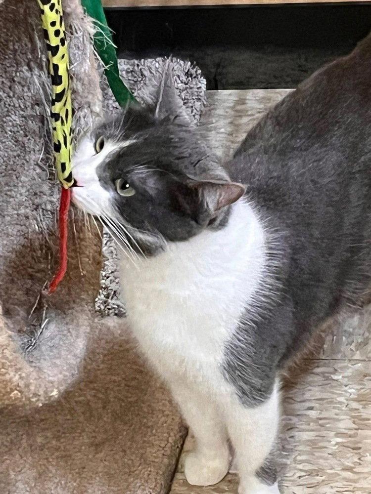 Enlarge Rosie, a Adoptable Domestic Short Hair in O'Fallon, MO image 2/3