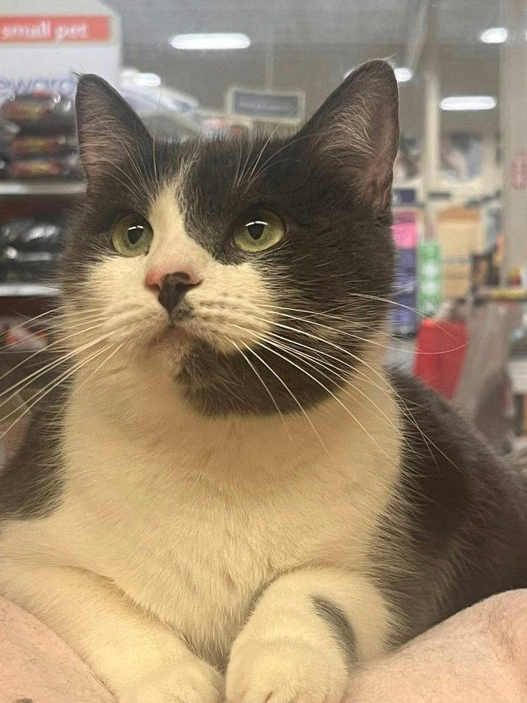 Enlarge Rosie, a Adoptable Domestic Short Hair in O'Fallon, MO image 3/3