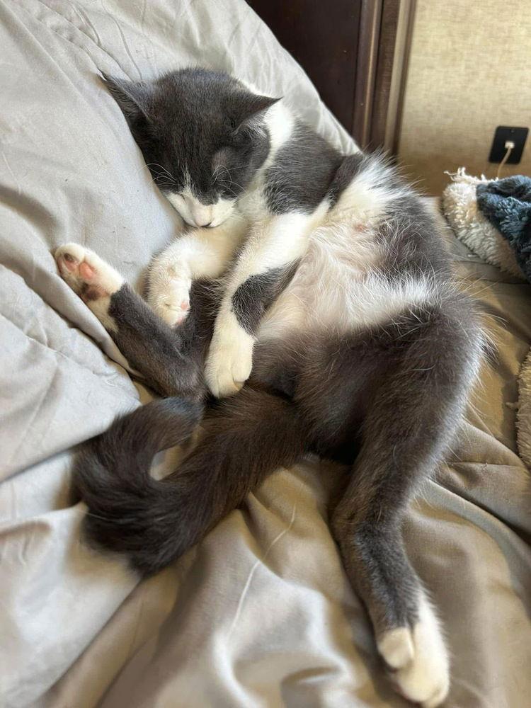 Enlarge Rosie, a Adoptable Domestic Short Hair in O'Fallon, MO image 2/2