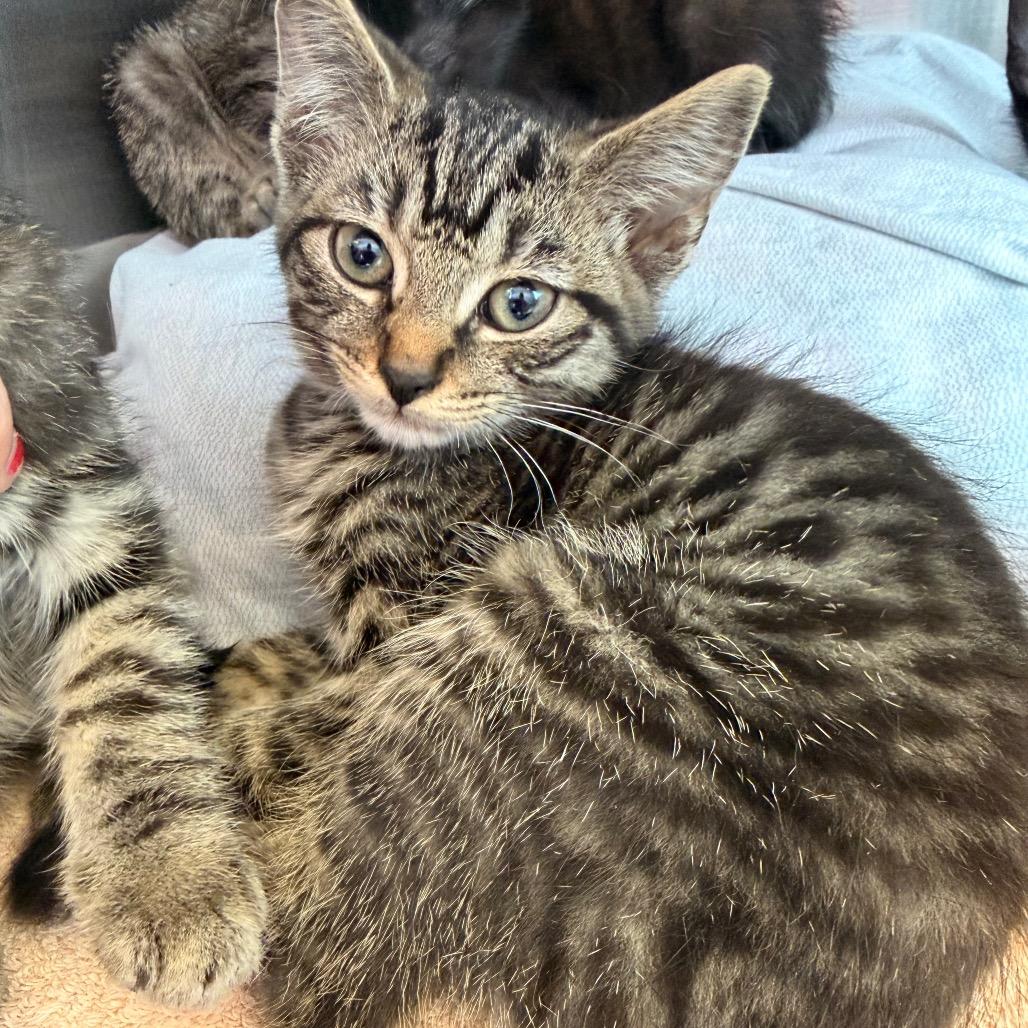 Pepper, Adoptable, Kitten Female Domestic Short Hair & Domestic Short Hair.
