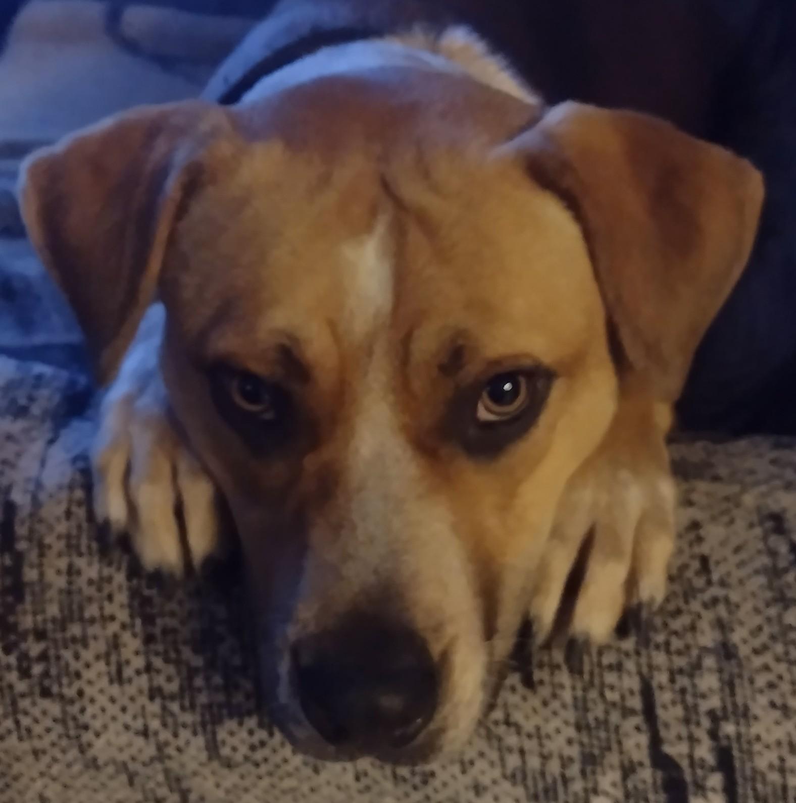 Enlarge Laverne, a Adoptable mixed breed in Carlsbad, CA image 2/6