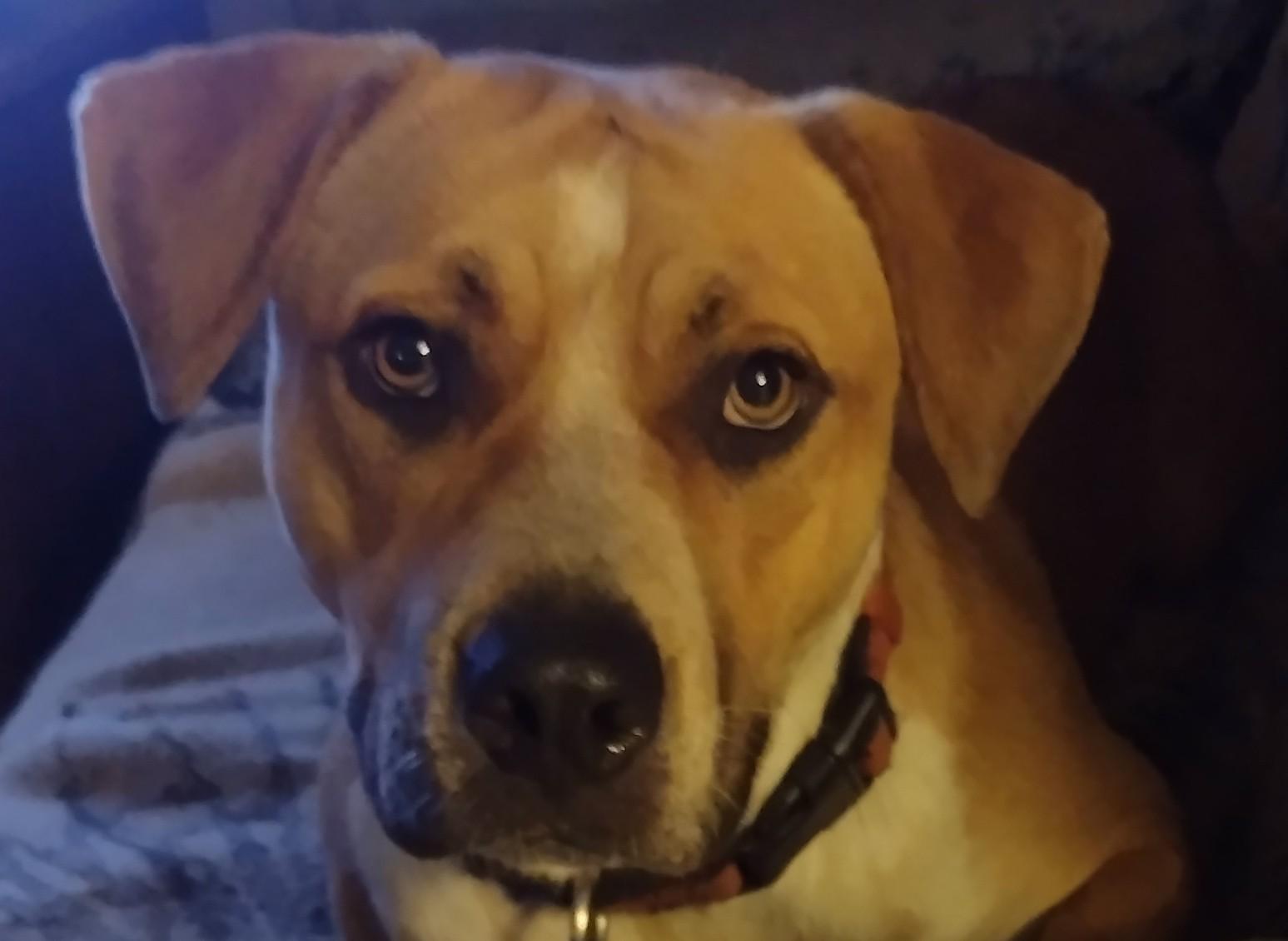 Laverne, Adoptable, Young Female Bull Terrier.