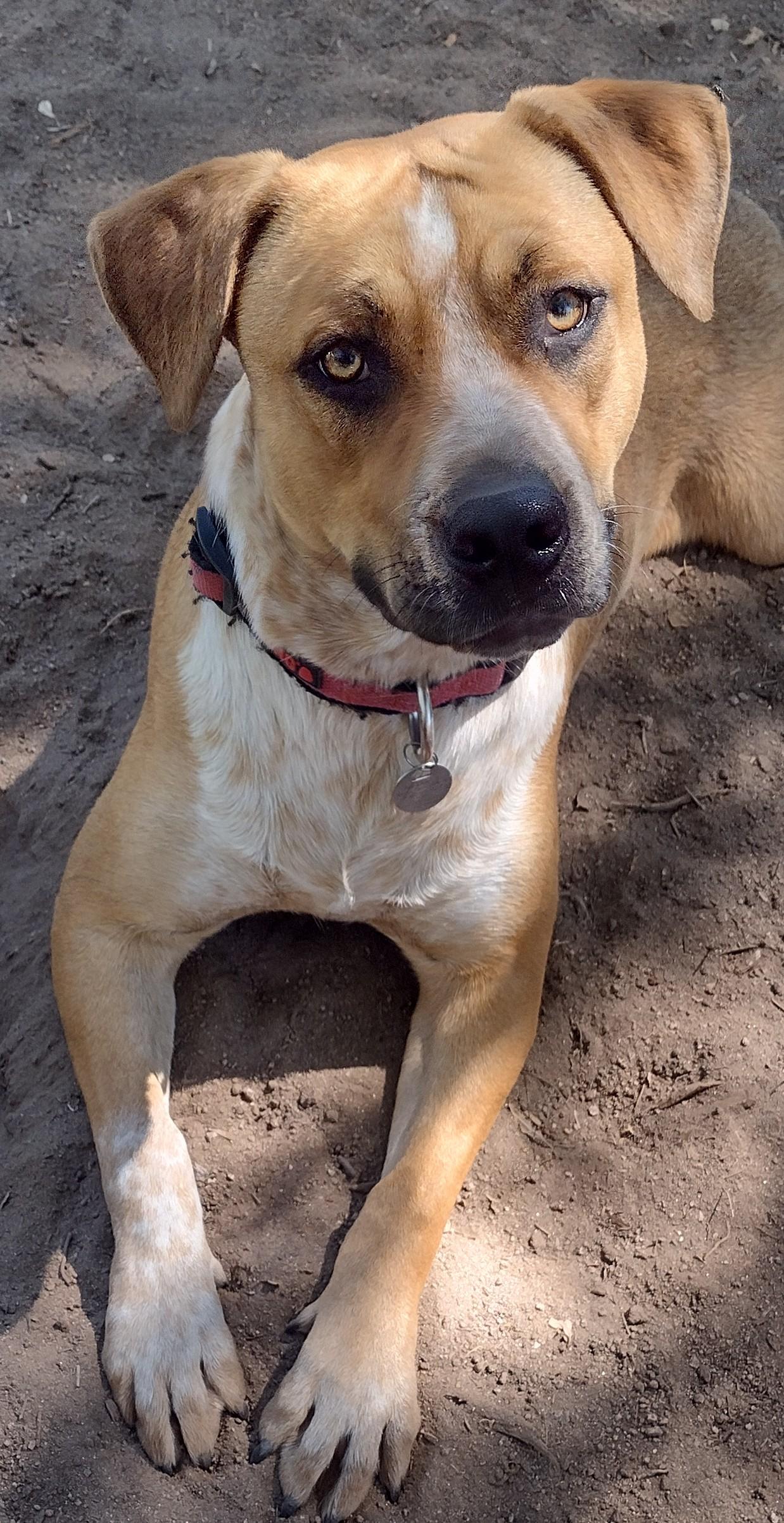 Enlarge Laverne, a Adoptable mixed breed in Carlsbad, CA image 3/6