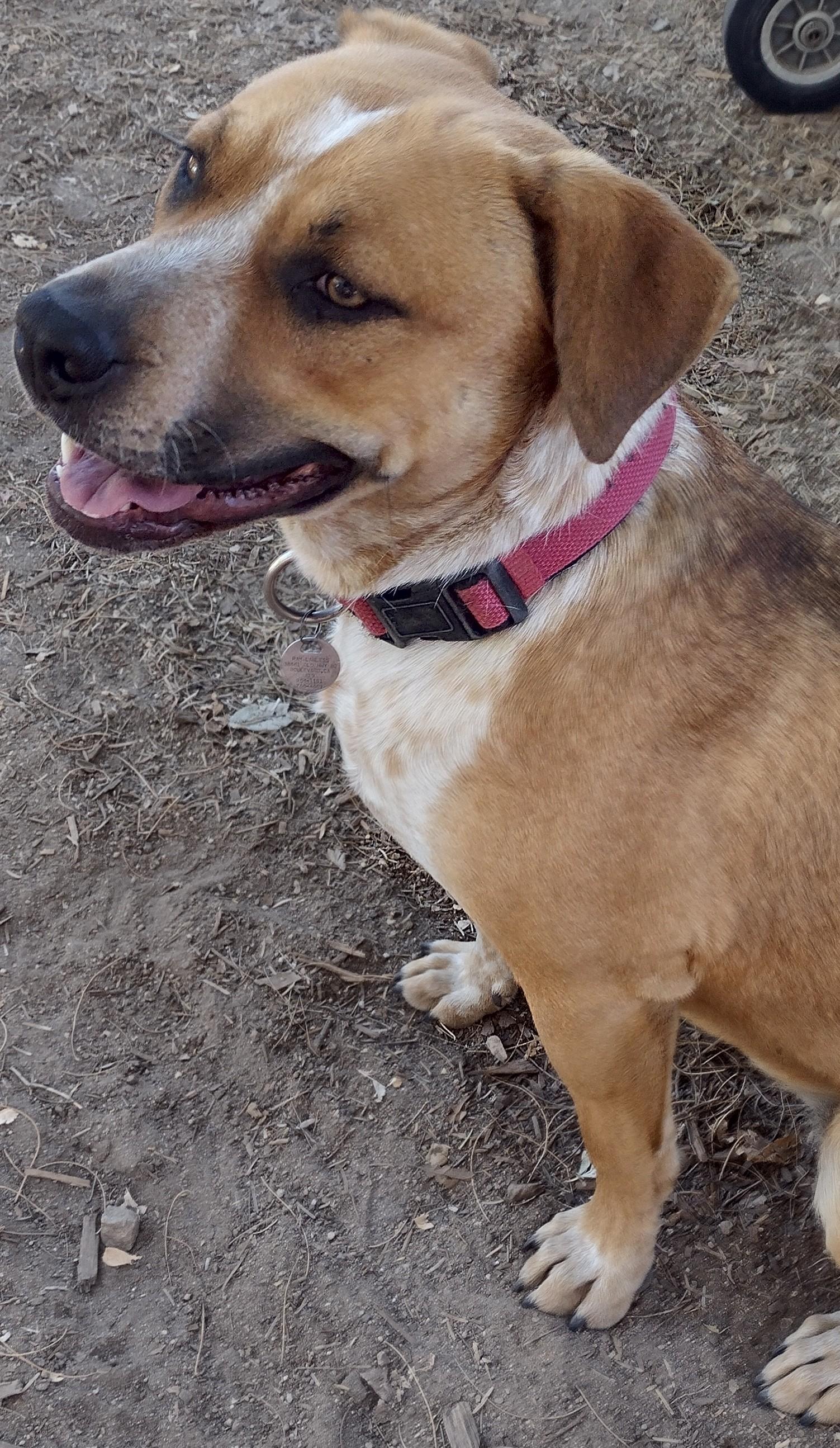 Enlarge Laverne, a Adoptable mixed breed in Carlsbad, CA image 6/6