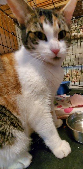 Goldilocks aka Mimi, Adoptable, Senior Female Domestic Short Hair.