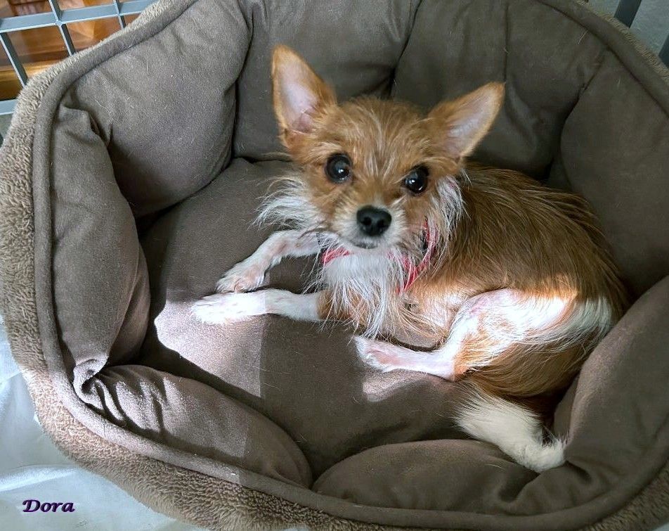 Dora, Adopted, Young Female Yorkshire Terrier & Shih Tzu.