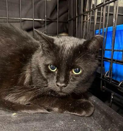 Night, Adoptable, Adult Male Domestic Short Hair.