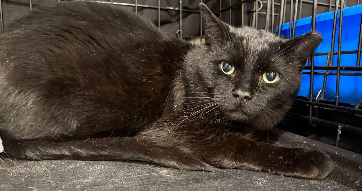 Enlarge Night, a Adoptable Domestic Short Hair in Keswick, ON image 2/2