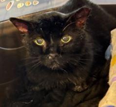 Enlarge Night, a Adoptable Domestic Short Hair in Keswick, ON image 3/3