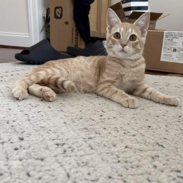 Enlarge Peanut, a Adoptable mixed breed in Hyattsville, MD image 5/5