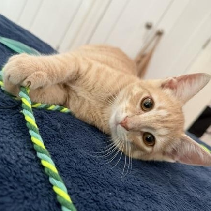 Enlarge Peanut, a Adoptable mixed breed in Hyattsville, MD image 3/5