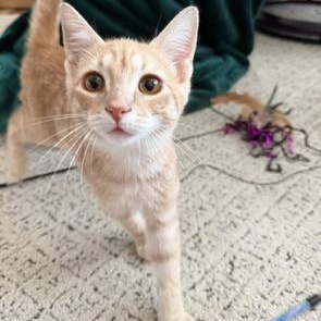 Peanut, Adoptable, Kitten Male Tabby & Domestic Short Hair.