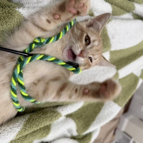 Enlarge Peanut, a Adoptable mixed breed in Hyattsville, MD image 4/5
