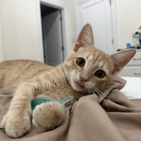 Enlarge Peanut, a Adoptable mixed breed in Hyattsville, MD image 2/5