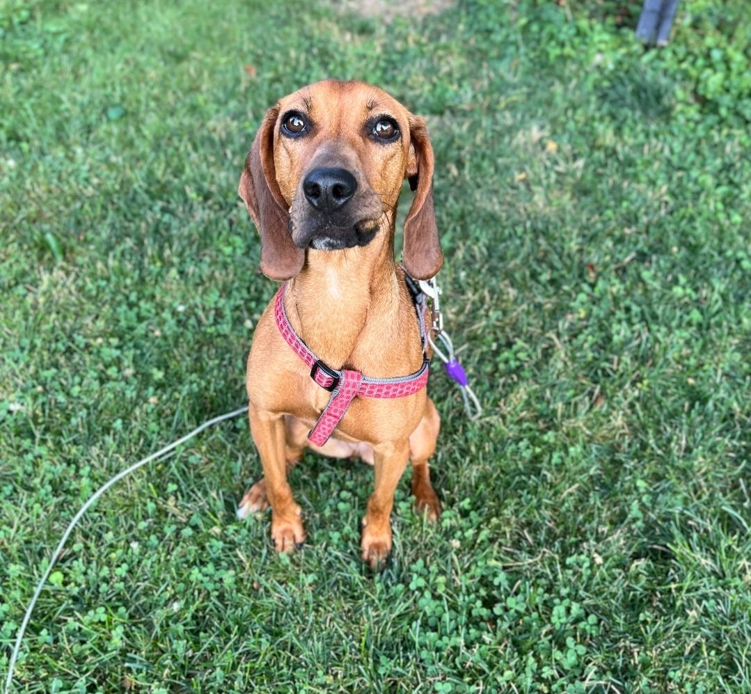 Rosebud, a Adoptable mixed breed in Lacona, NY image 3/6
