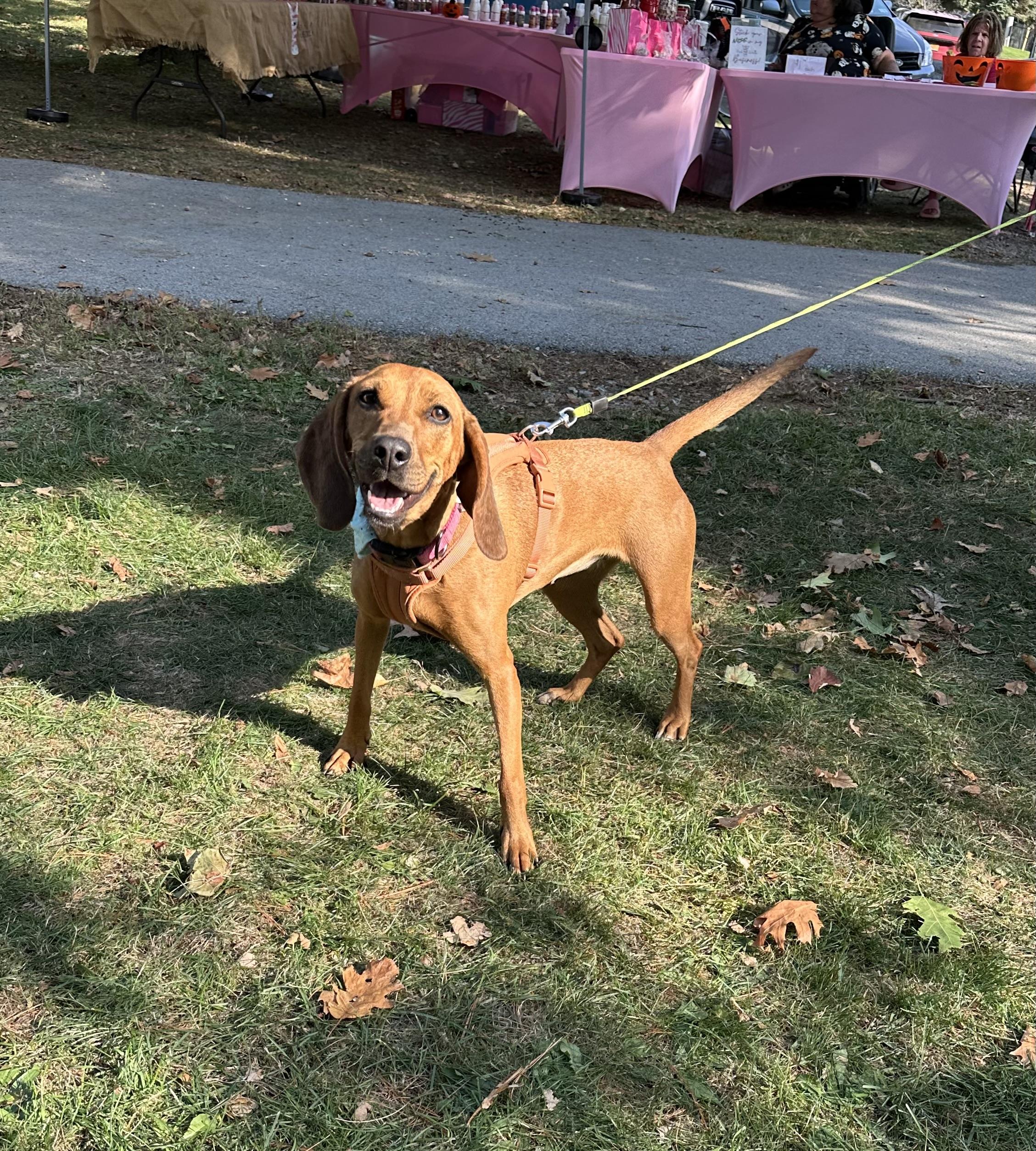 Rosebud, Adoptable, Adult Female Redbone Coonhound & Beagle.
