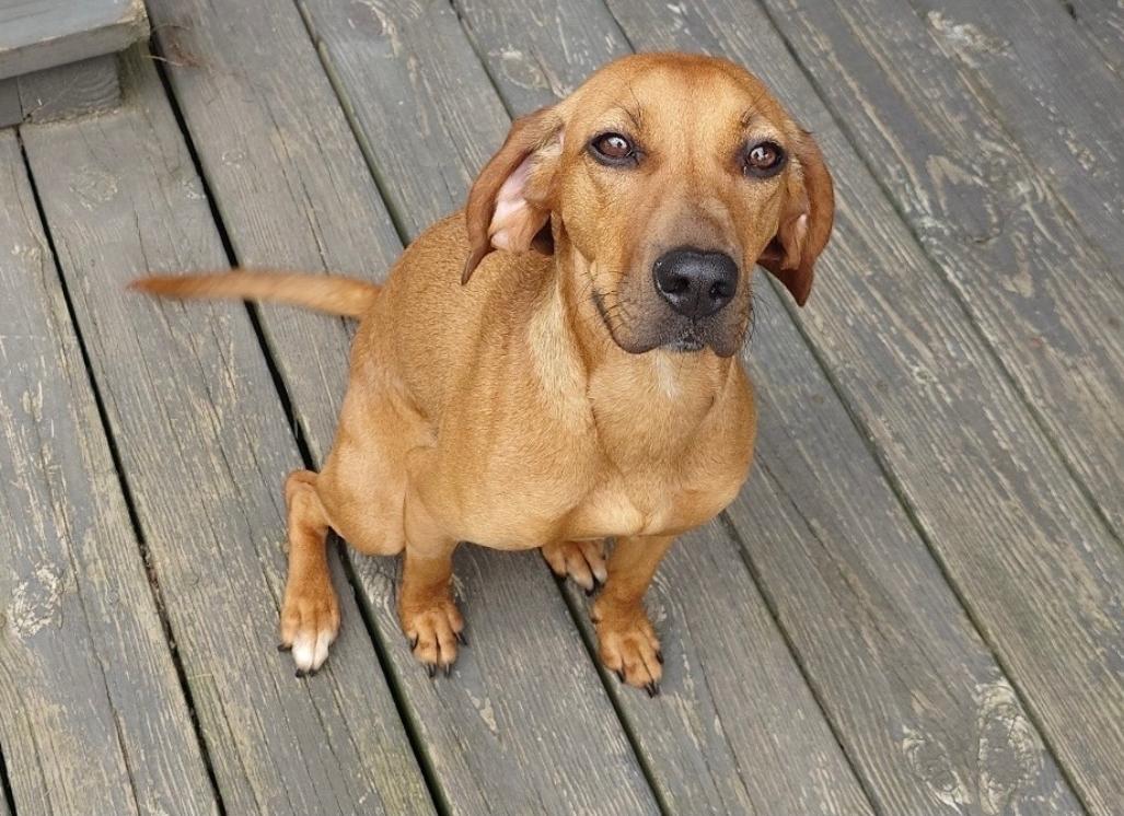 Rosebud, a Adoptable mixed breed in Lacona, NY image 5/6