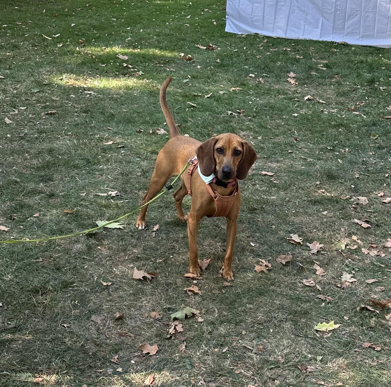 Rosebud, a Adoptable mixed breed in Lacona, NY image 6/6