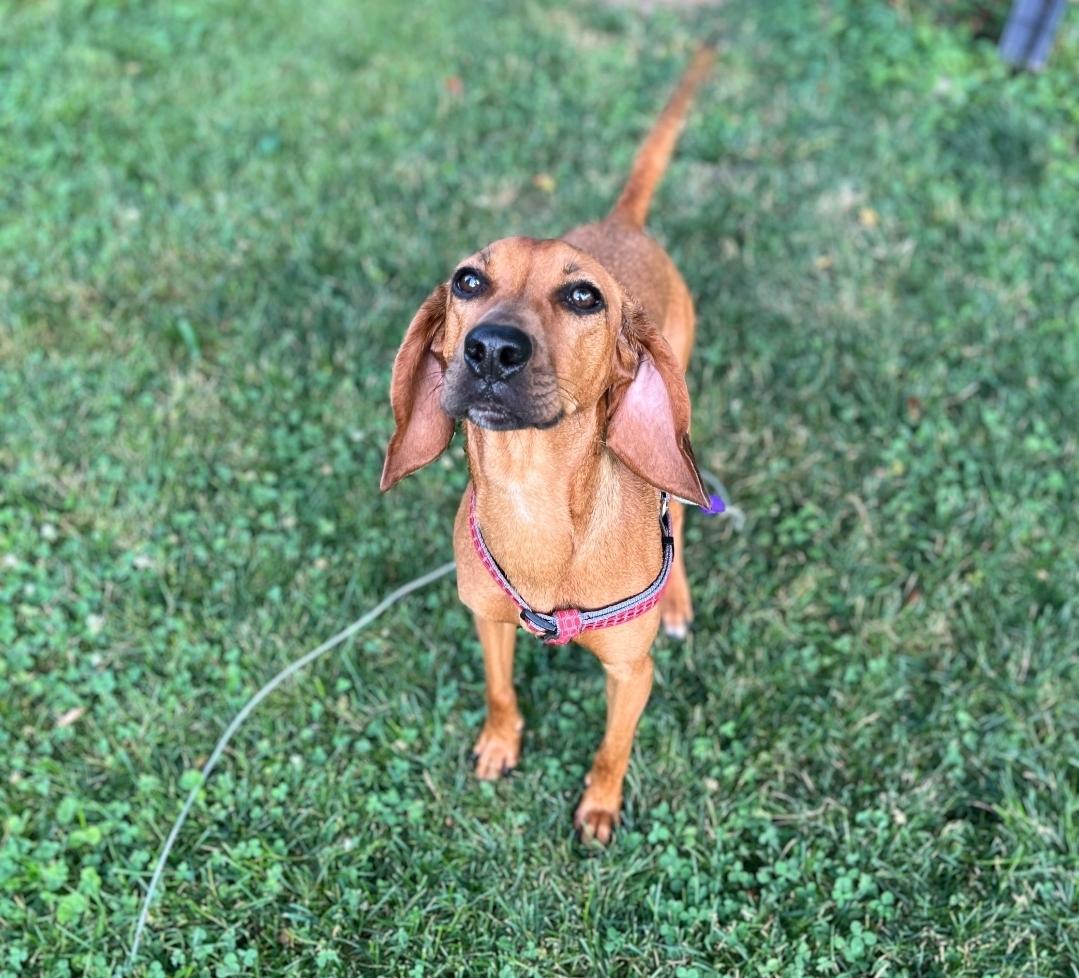 Rosebud, a Adoptable mixed breed in Lacona, NY image 2/6
