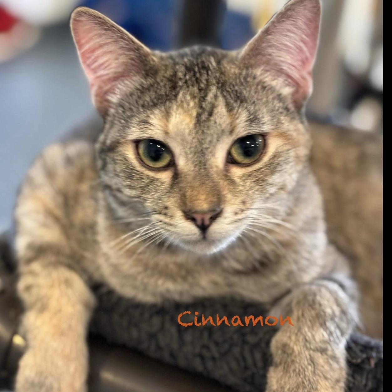 Enlarge Cinnamon, a Adoptable Domestic Short Hair in Palatine, IL image 1/4
