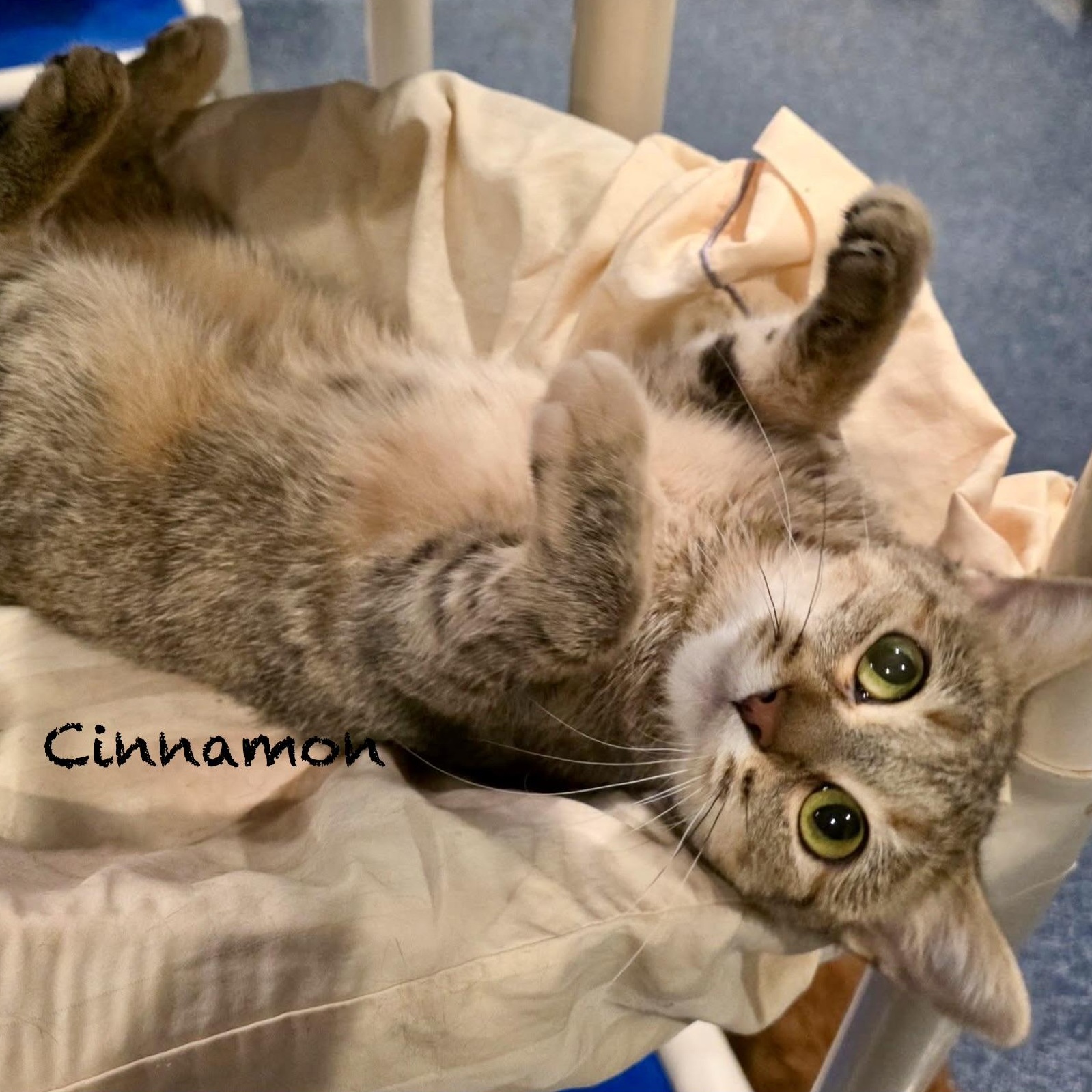 Enlarge Cinnamon, a Adoptable Domestic Short Hair in Palatine, IL image 2/4