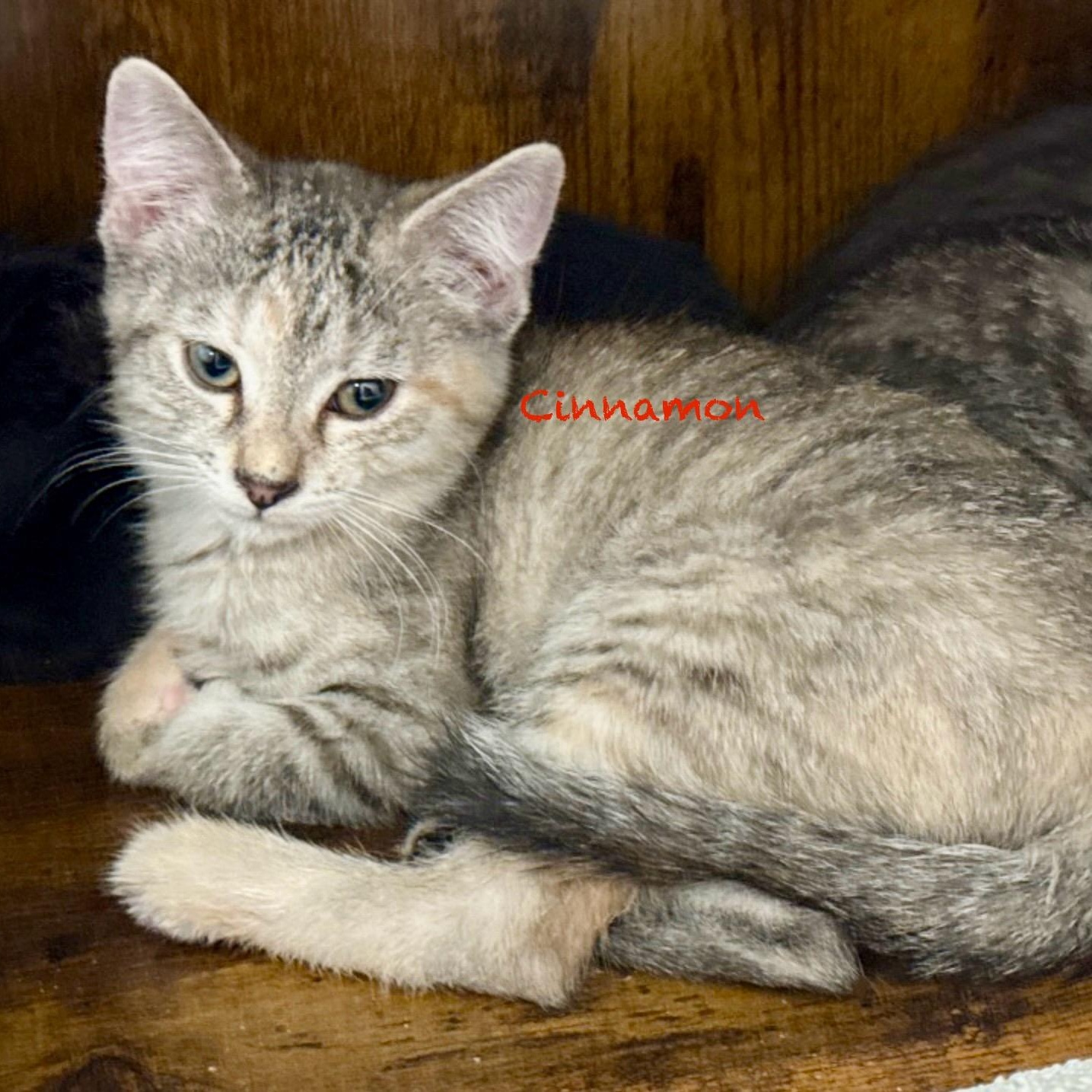 Enlarge Cinnamon, a Adoptable Domestic Short Hair in Palatine, IL image 3/4