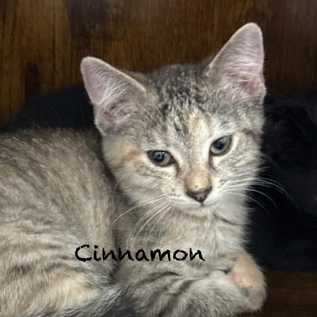 Enlarge Cinnamon, a Adoptable Domestic Short Hair in Palatine, IL image 4/4