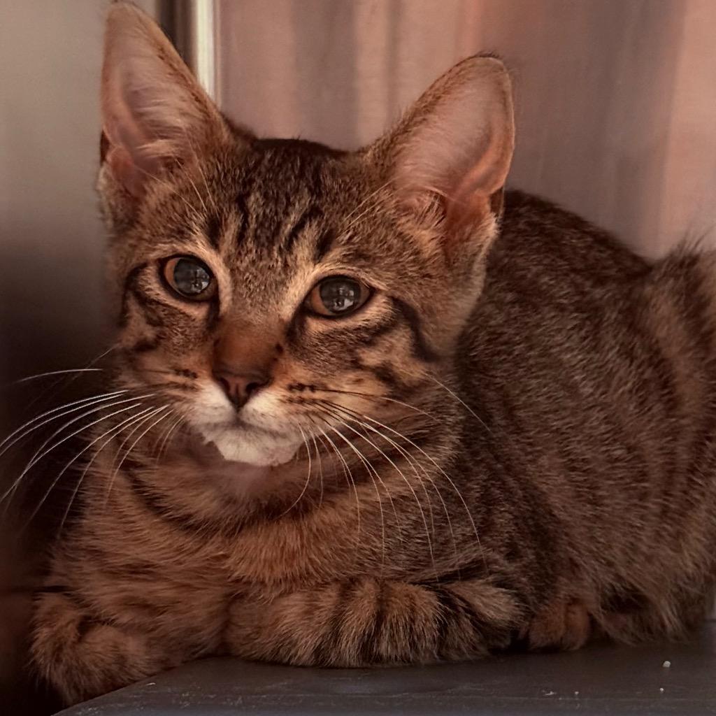 Hallelujah, Adoptable, Kitten Female Domestic Short Hair.