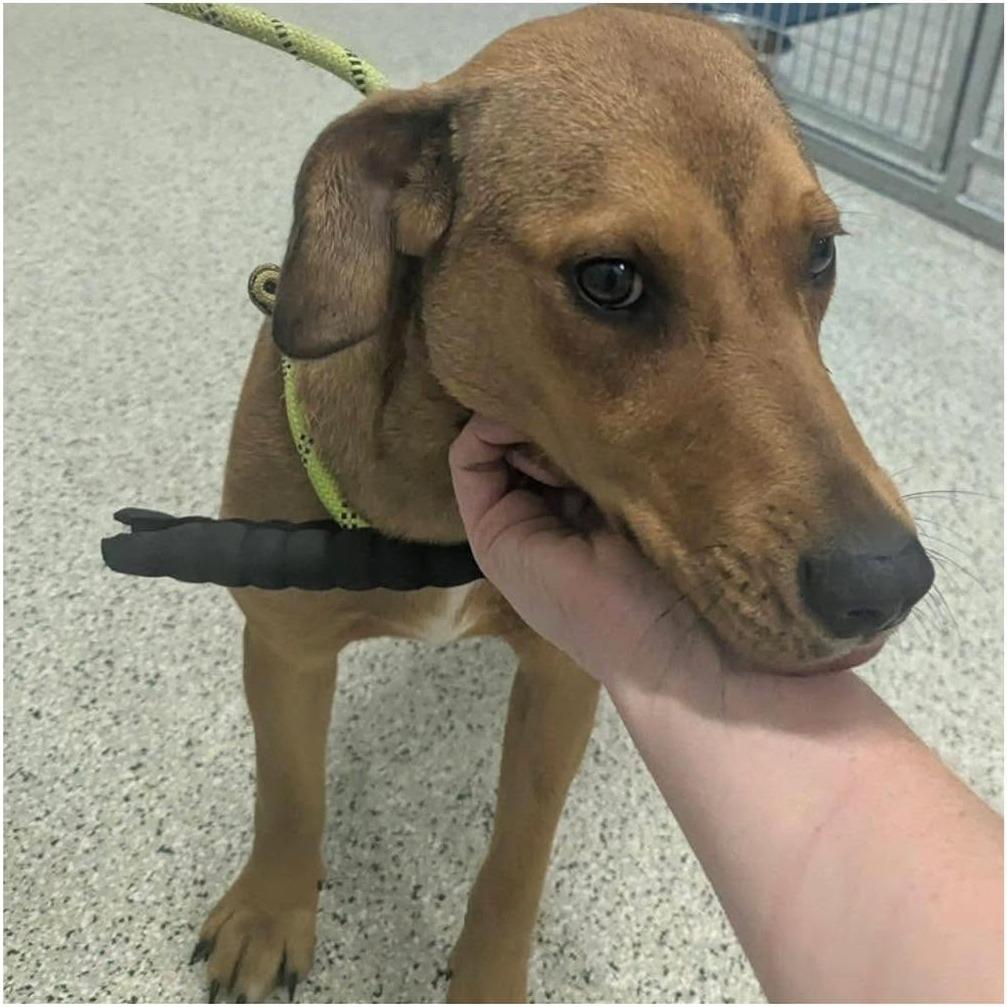 SPIRIT  ADOPTED!, Adoptable, Adult Female Mixed Breed.