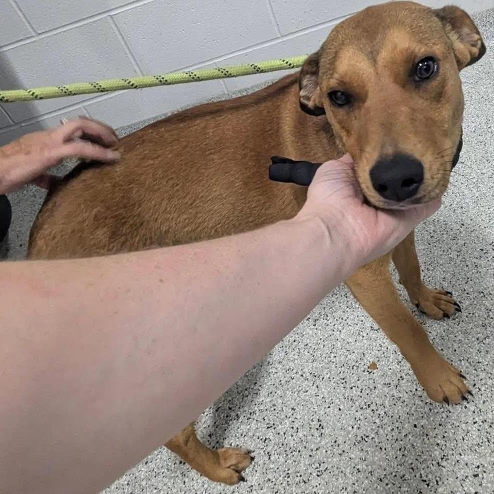Enlarge SPIRIT  ADOPTED!, a Adoptable Mixed Breed in Nashville, NC image 2/2