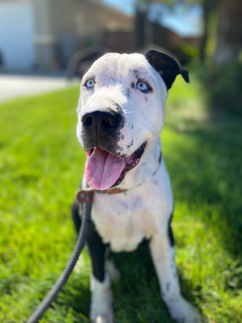Enlarge Koa, a Adopted mixed breed in Coachella, CA image 1/1