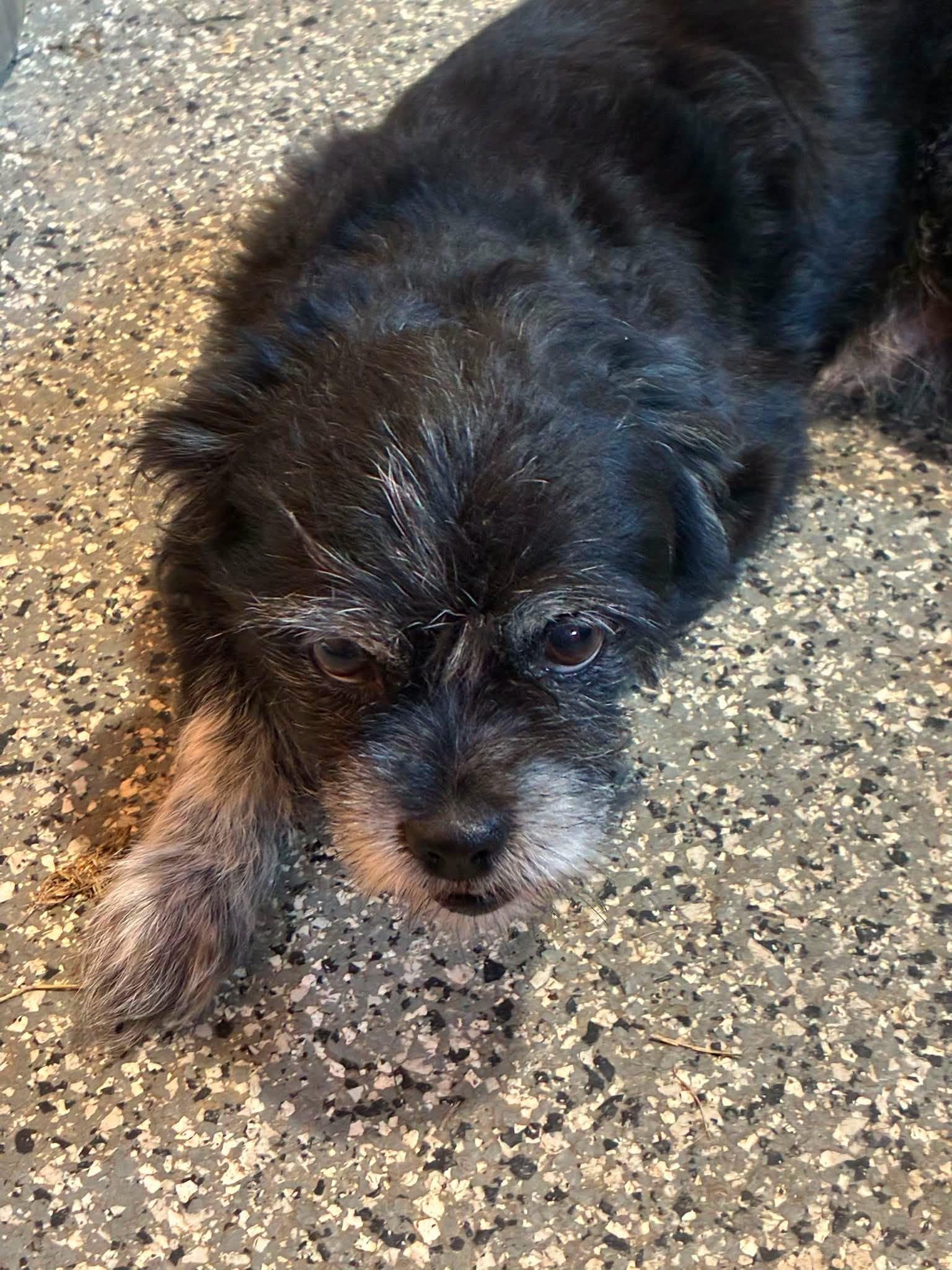Enlarge Chewy, a Adoptable Terrier in Berlin, MD image 1/2