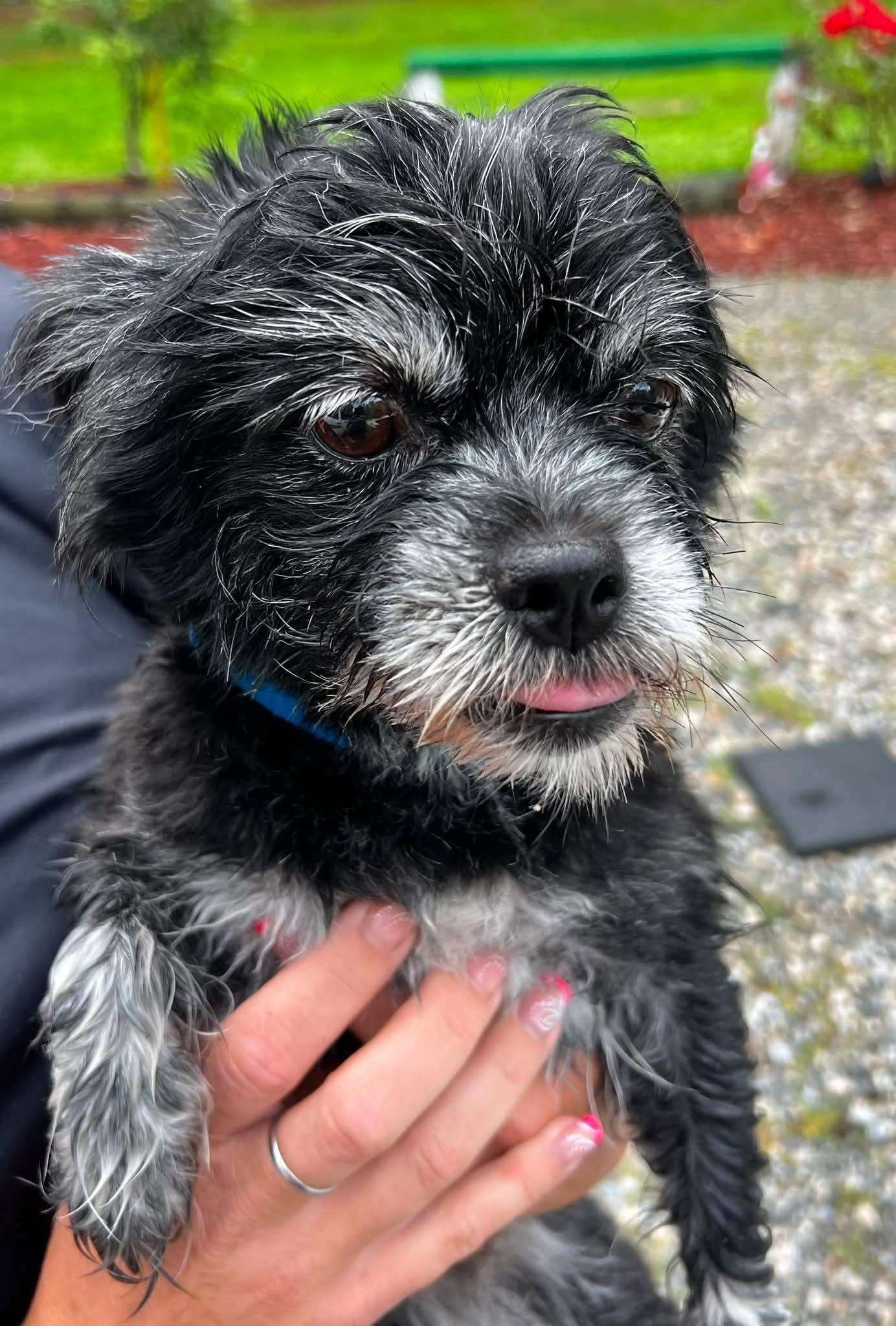 Enlarge Chewy, a Adoptable Terrier in Berlin, MD image 2/2