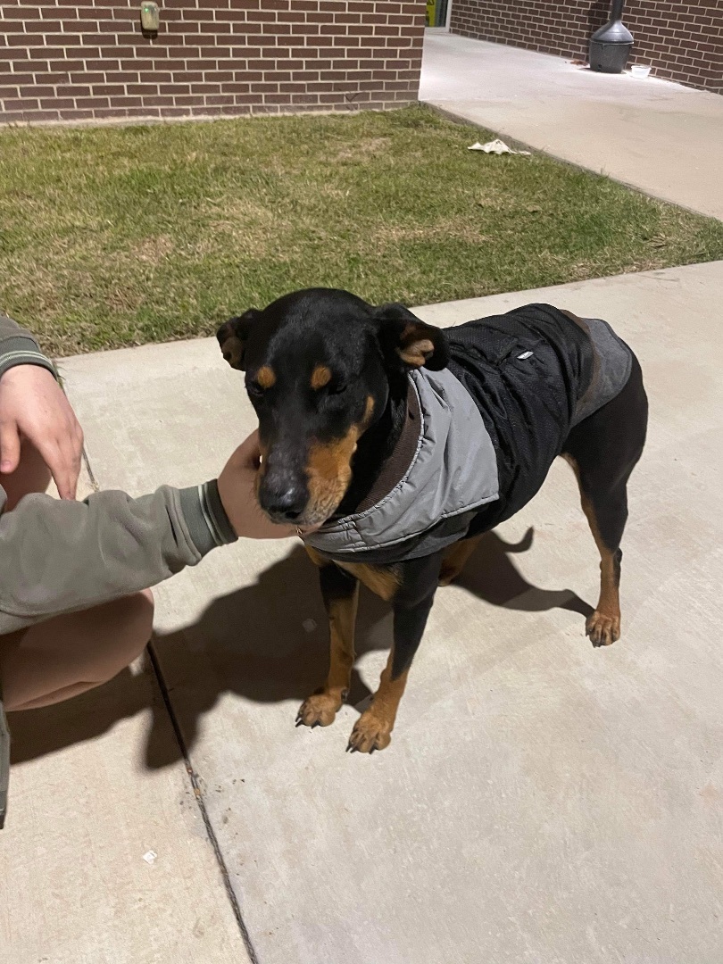 Cherry, Adoptable, Young Female Doberman Pinscher.