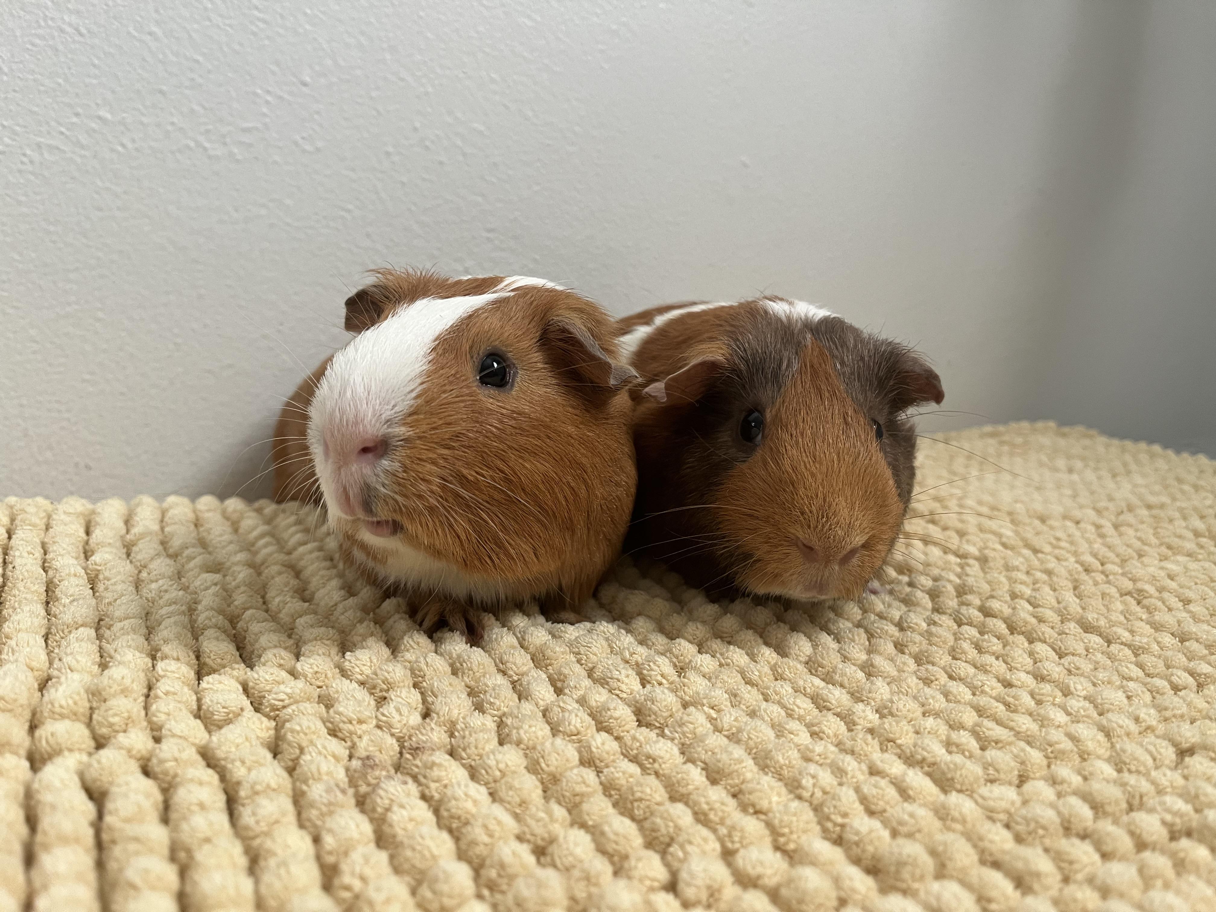 Enlarge Mario & Luigi, a Adoptable Guinea Pig in Mission viejo, CA image 1/6