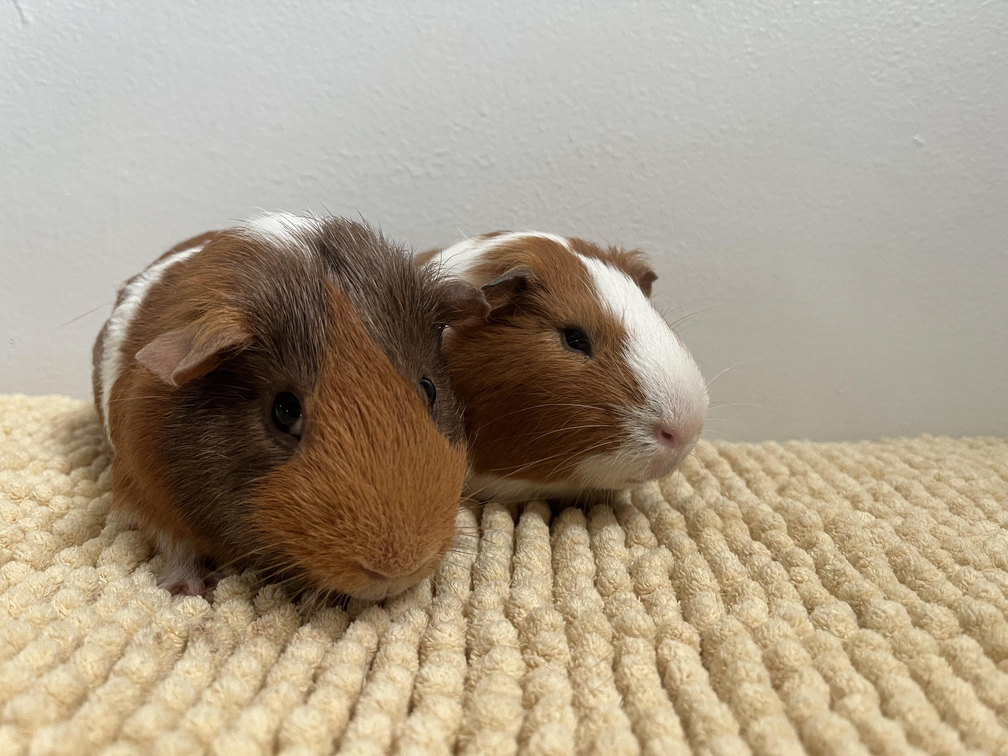 Enlarge Mario & Luigi, a Adoptable Guinea Pig in Mission viejo, CA image 5/6